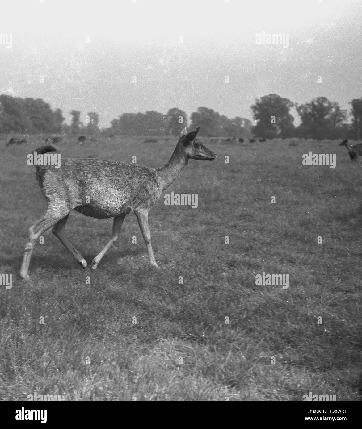 Années 1950, tableau historique de l'ouest un chevreuil (femelle) à l'extérieur dans un parc herbeux, England, UK. Animaux gracieux, rapide, qui iive en bois, les herbes sont une partie importante de leur régime alimentaire, Banque D'Images