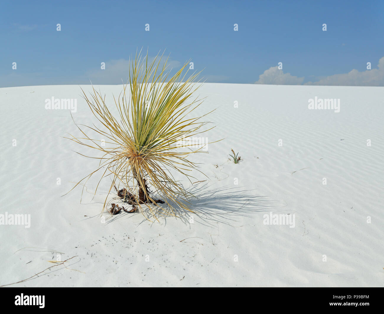 Yucca plante sur un blanc brillant sable du désert dans le sud du Nouveau Mexique Banque D'Images