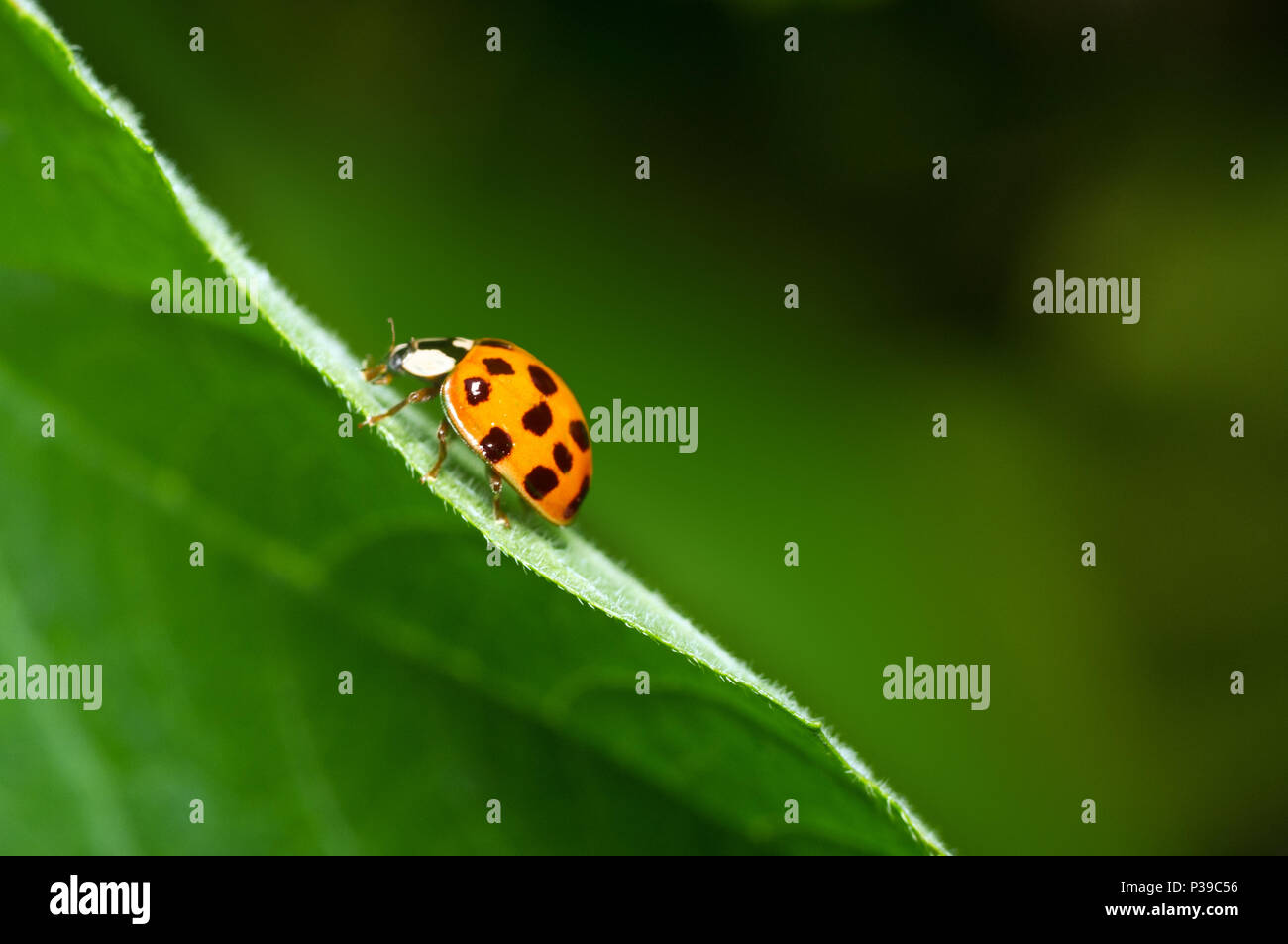 Ladybird close-up de grimper une feuille verte. Arrière-plan flou vert. Belle arrière-plan conceptuel. Belle image artistique. Banque D'Images