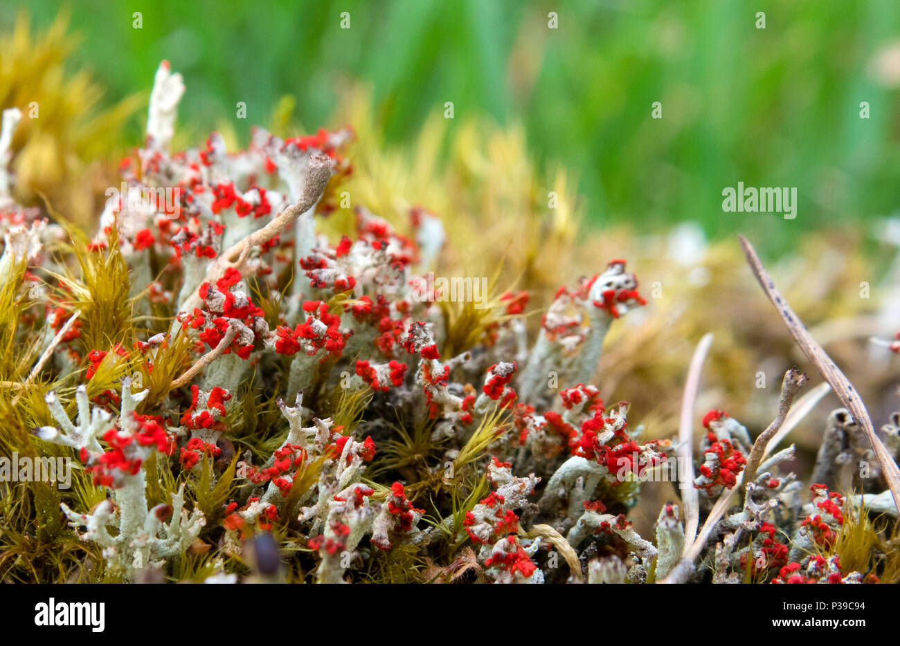 Lichen Cladonia bellidiflora Banque D'Images