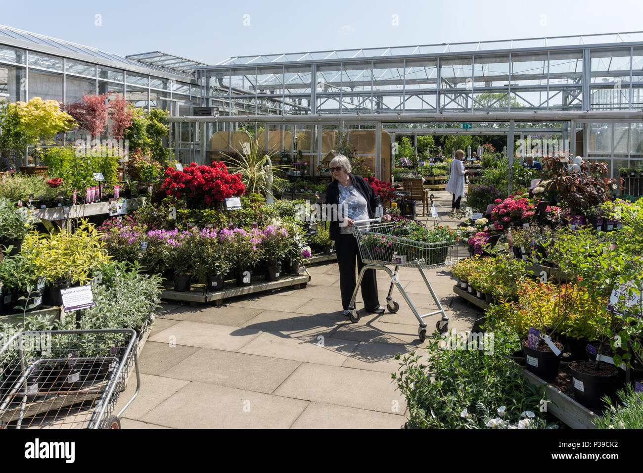 Senior woman avec un chariot plein de plantes et d'arbustes au Garden Centre, Beckworth Emporium, Mears Ashby, Northamptonshire, Angleterre Banque D'Images