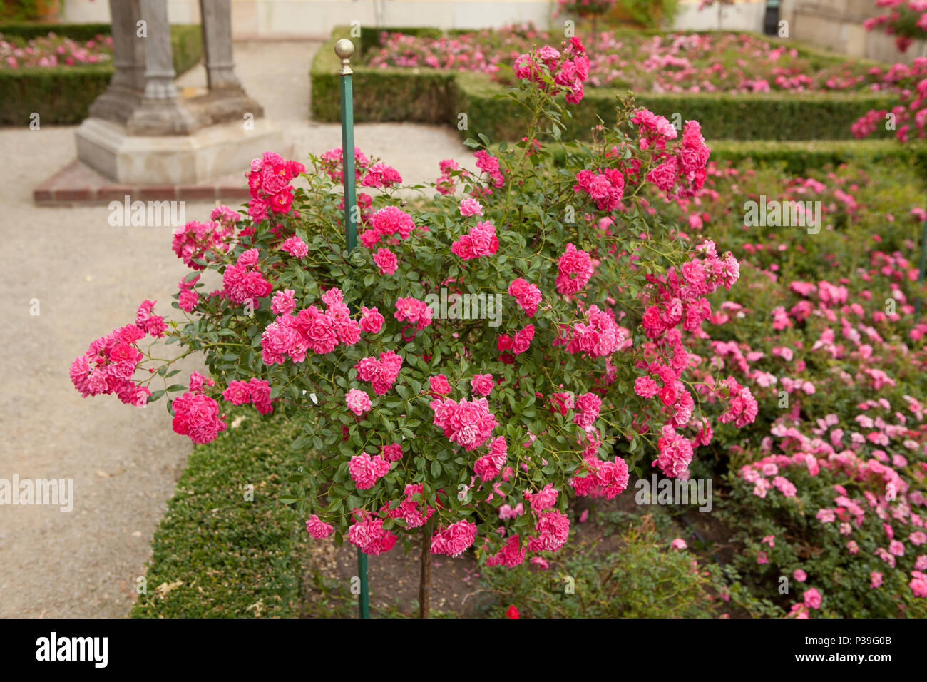 Rosse rose plante avec de petites fleurs en calssical rose garden, Wilanow, Varsovie, Pologne Banque D'Images