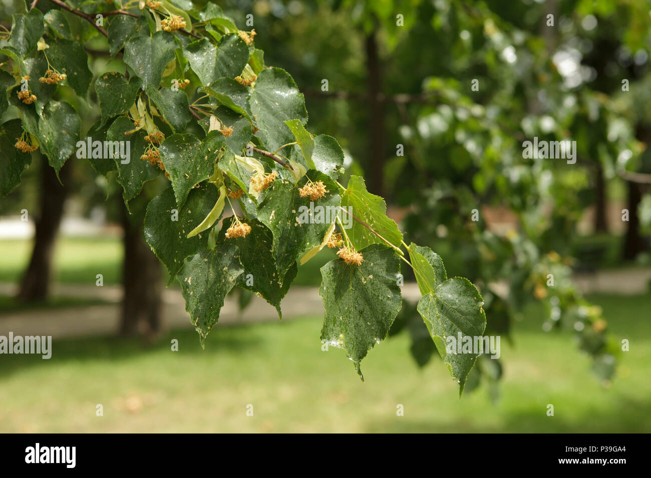 Rameau de bouleau avec nectar en été la lumière, Parc de Wilanów, Varsovie Banque D'Images