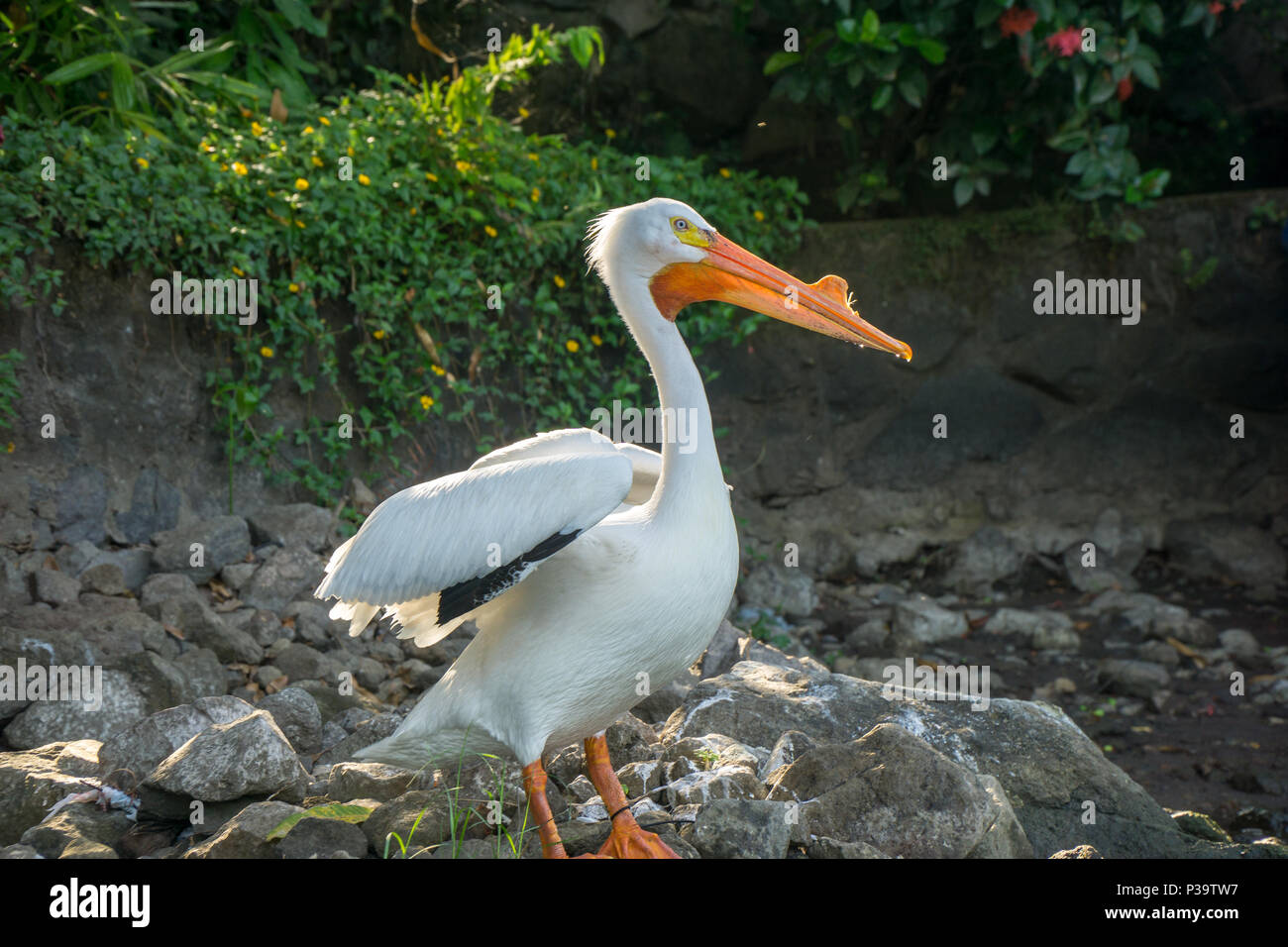 Pelican assis sur un rocher sur le iseletas à Granada, Nicaragua. Banque D'Images