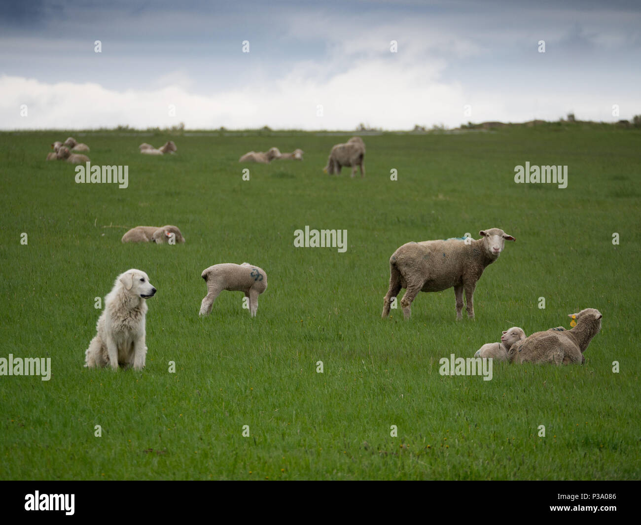 Un chien des grandes Pyrénées observant après un troupeau de moutons dans un pâturage avec de l'herbe verte épaisse. Banque D'Images