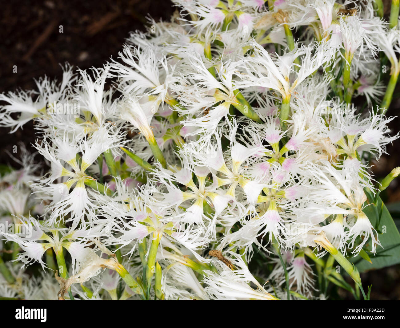 Fleurs d'un semis blanc de la souche rose cottage, Dianthus plumarius 'Rainbow Loveliness' Banque D'Images