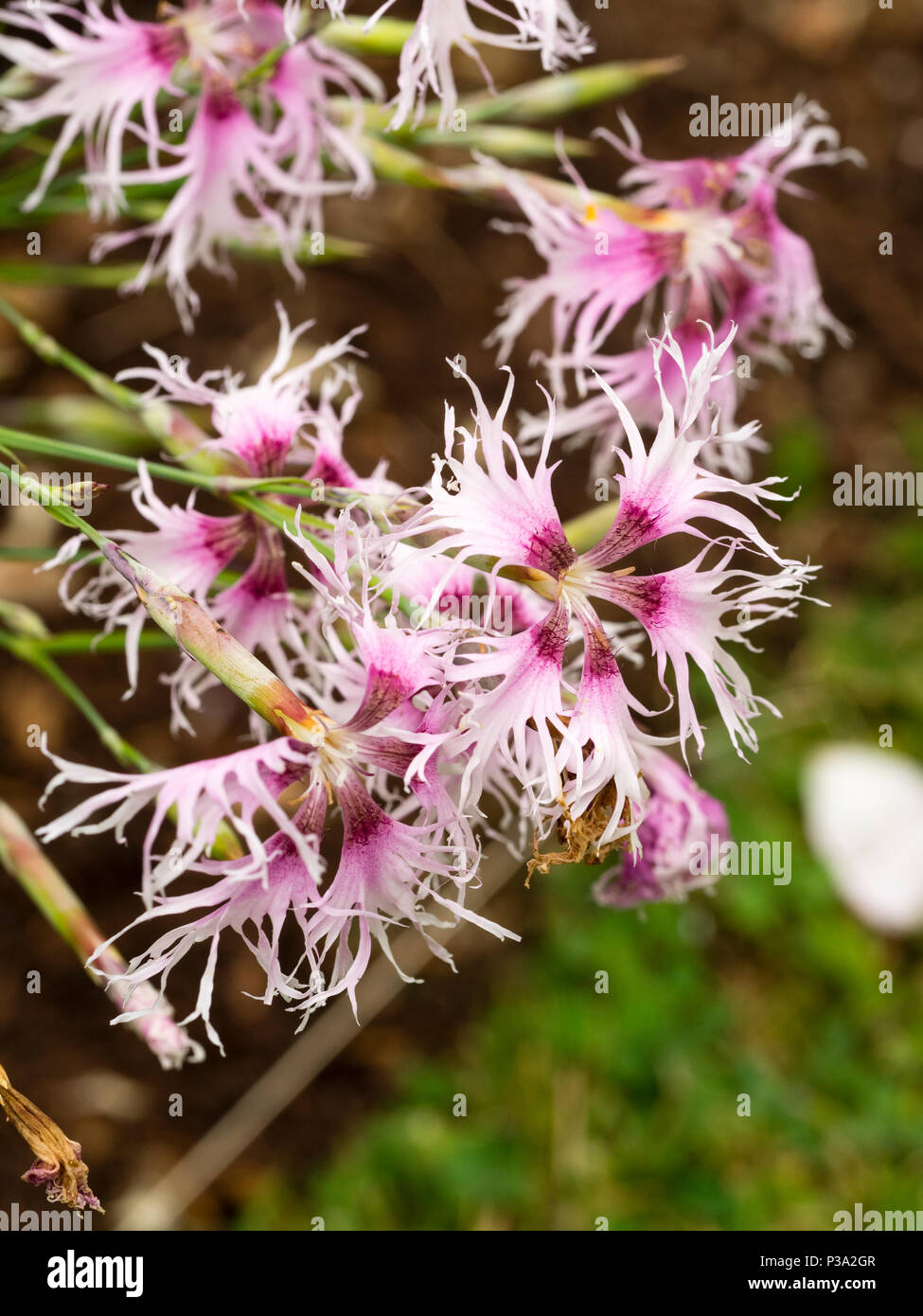 Fleurs d'un semis de rose rose cottage la souche, Dianthus plumarius 'Rainbow Loveliness' Banque D'Images