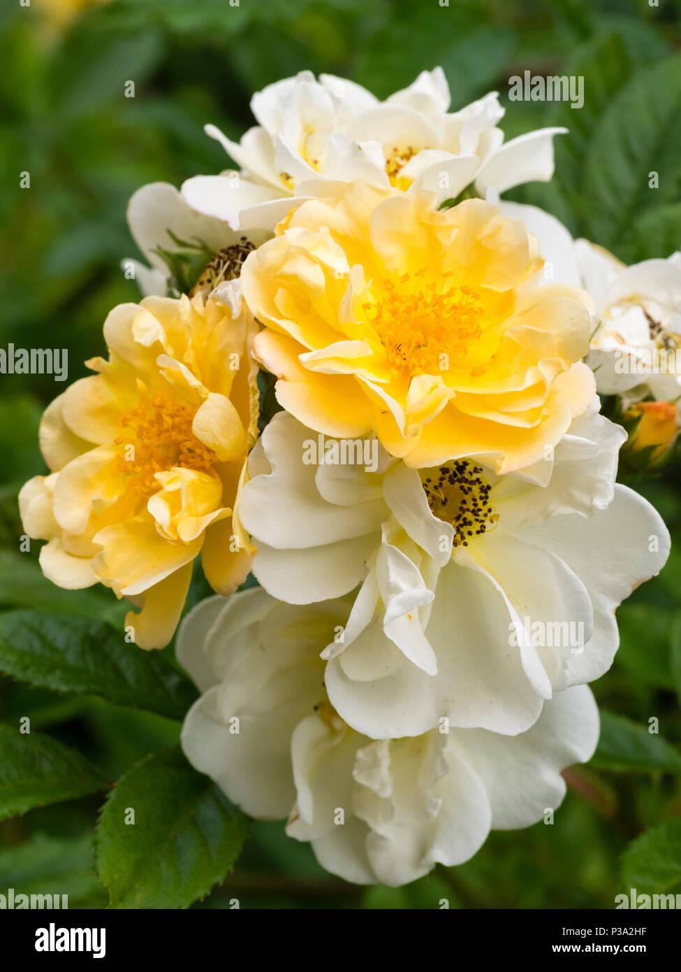 Au début de l'été des grappes de fleurs jaune ouvert et fade à crème parfumée la Rambler rose, Rosa 'Chardonneret' Banque D'Images
