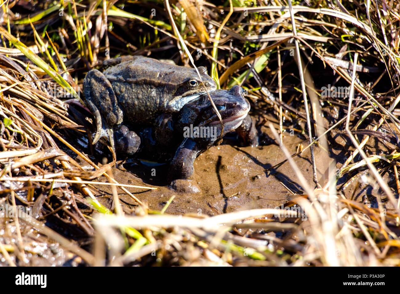 Deux grenouilles dans une petite forêt étang nagent et ramper sur le dessus de l'autre. Beaucoup d'herbe pousse dans l'étang. Banque D'Images