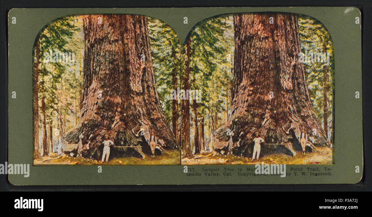 . Plus grand arbre à Mariposa Grove, Point Trail, Yosemite Valley, Cal. Couverture : 1865 ?-1925. Point numérique publié le 8-31-2005 ; mise à jour 2-12-2009. 167 Plus grand arbre à Mariposa Grove, Point Trail, Yosemite Valley, Cal, par Ingersoll, T. W. (Truman Ward), 1862-1922 Banque D'Images