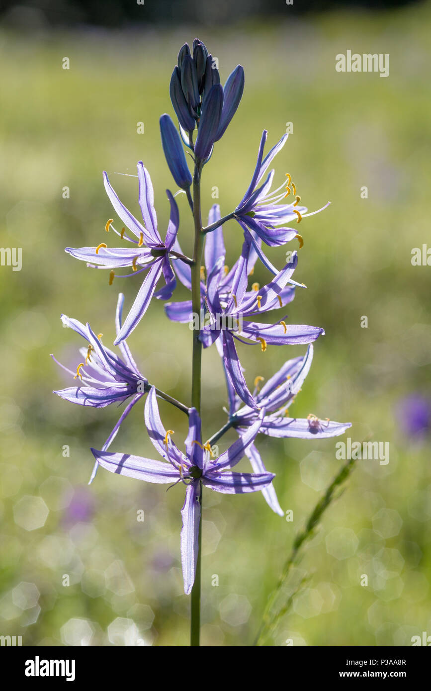 Camas en fleur, Wallowa - Whitman, forêt nationale de l'Oregon. Banque D'Images