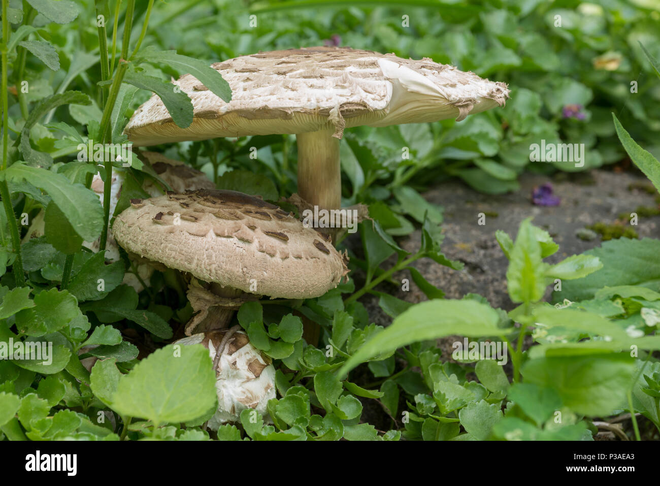 Shaggy parasol champignons poussant dans la vallée de la Wallowa de l'Oregon. Banque D'Images
