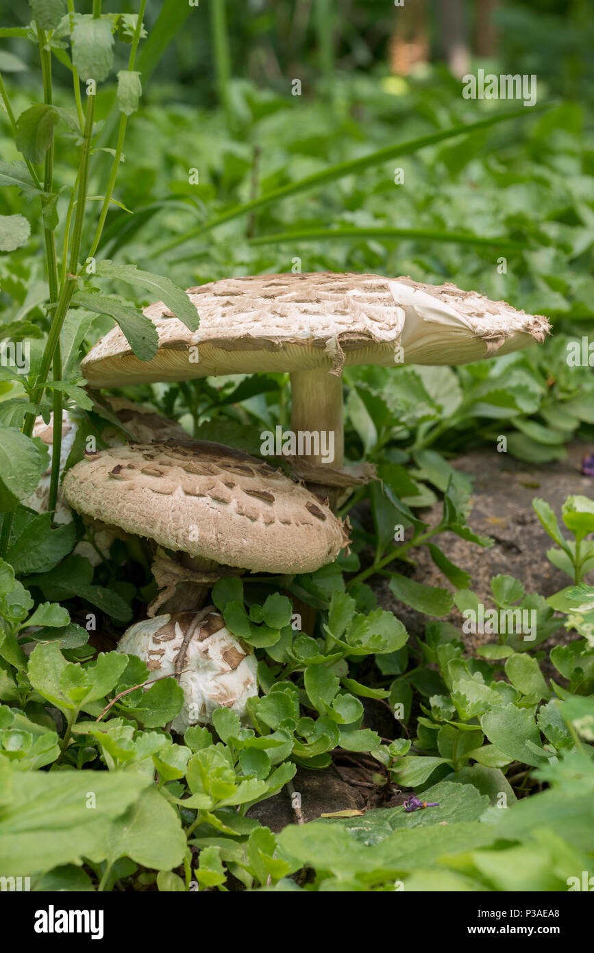 Shaggy parasol champignons poussant dans la vallée de la Wallowa de l'Oregon. Banque D'Images