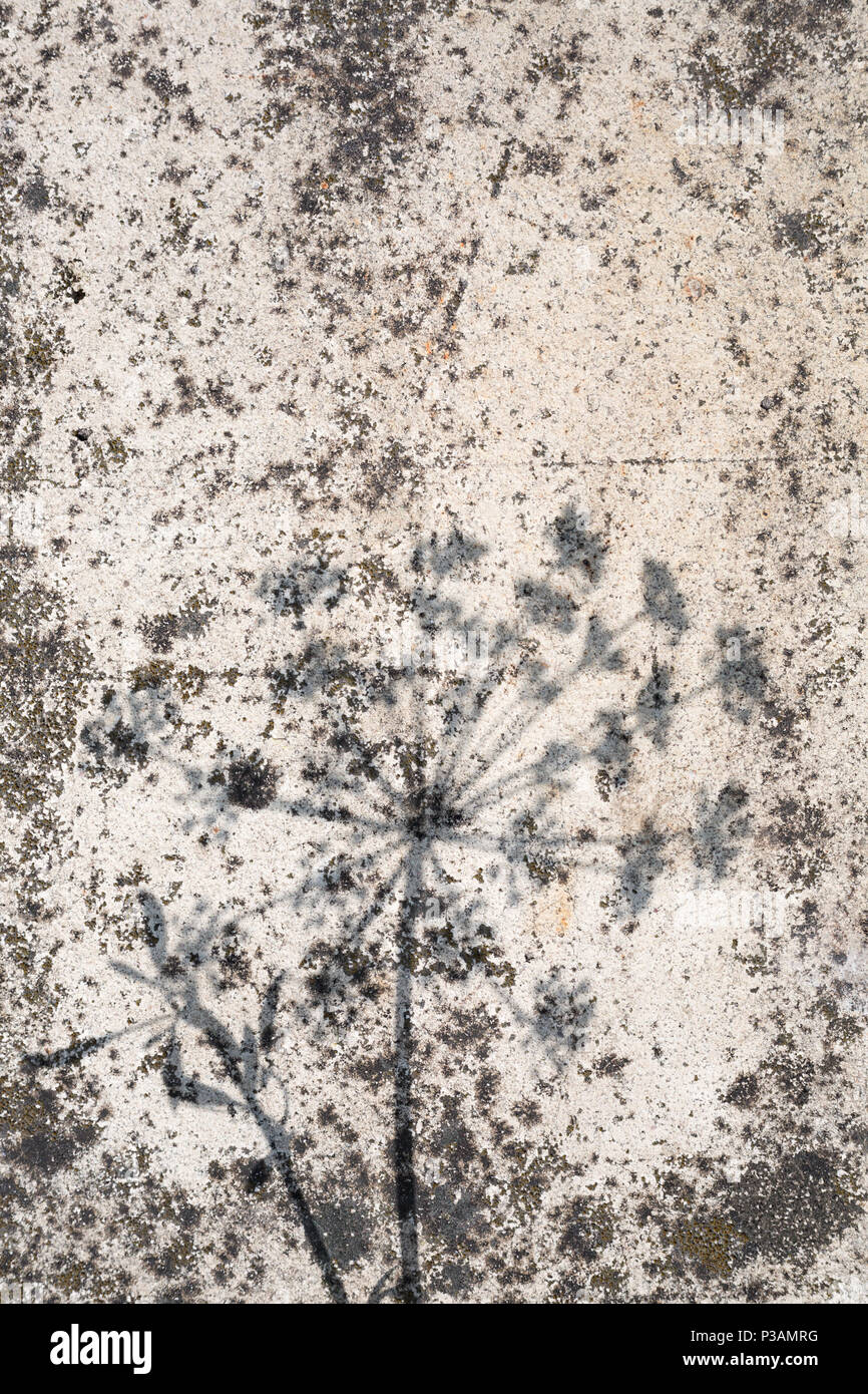 De texture de pierre naturelle avec ombres floral & éraflures. Dans l'arrière-plan créatif pastel cryptique couleur ivoire, copiez l'espace. Concept d'été. Banque D'Images