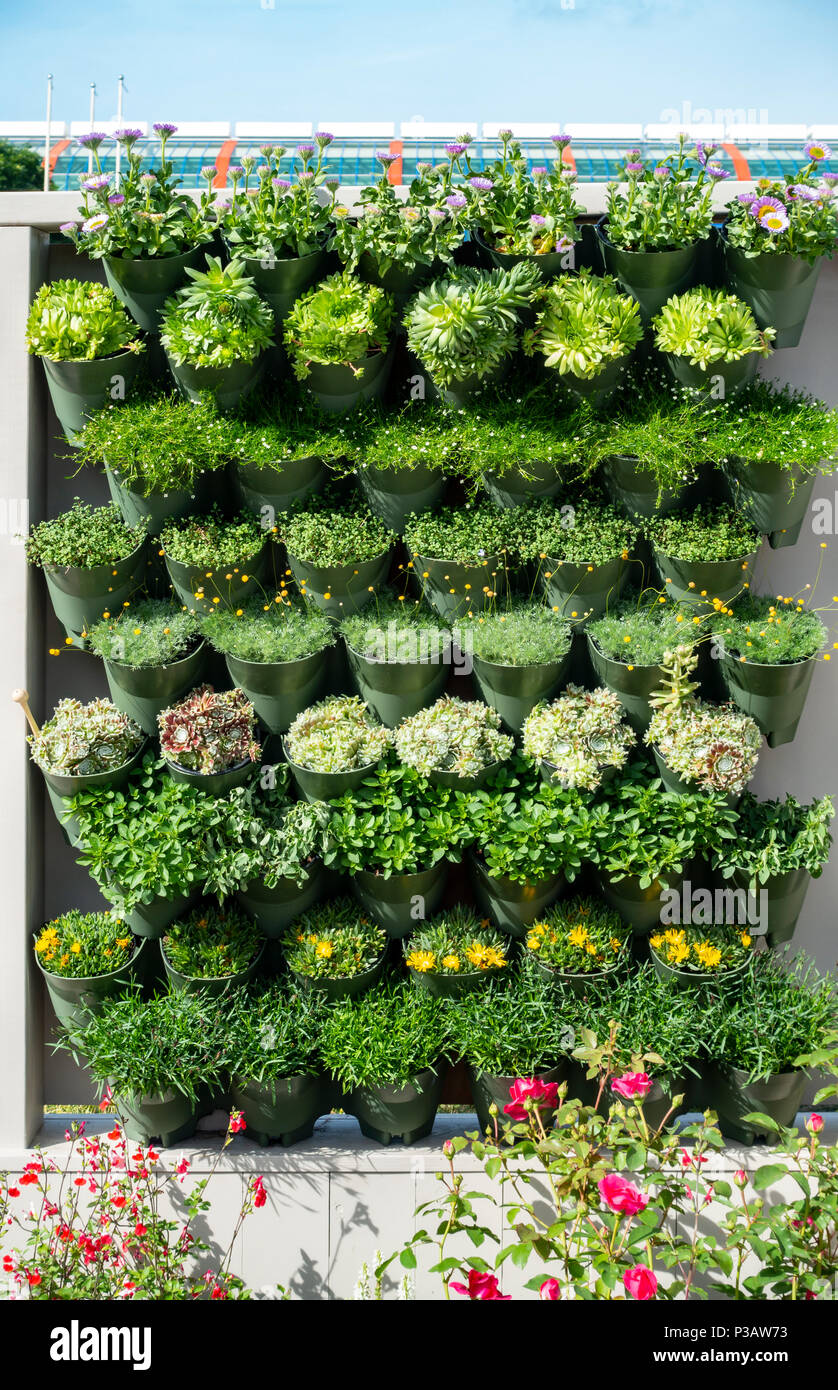 Un mur vivant d'herbes, sempervivums et petites fleurs à Gardeners' world live, un spectacle au NEC, Birmingham, Angleterre, RU Banque D'Images