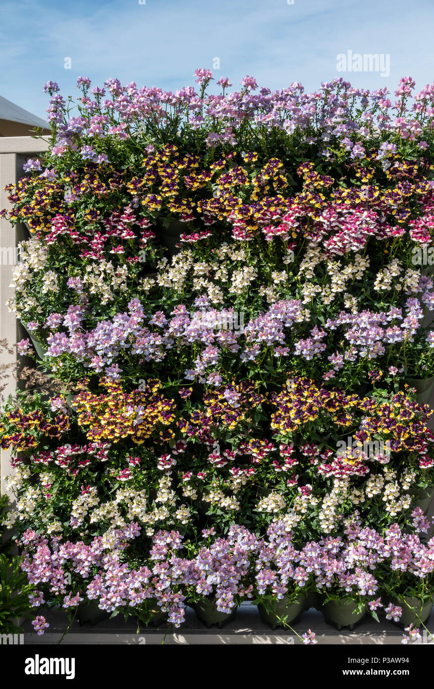 Un mur vivant composé de rangées de plantes à massifs colorés ; Gardeners' World Live Show, NEC, Birmingham, Angleterre, RU Banque D'Images