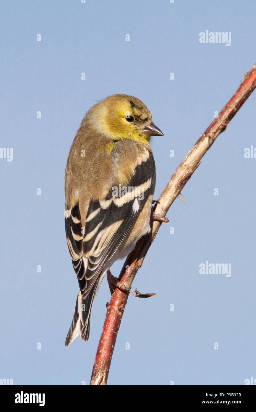 Un mâle chardonneret jaune en hiver. Banque D'Images