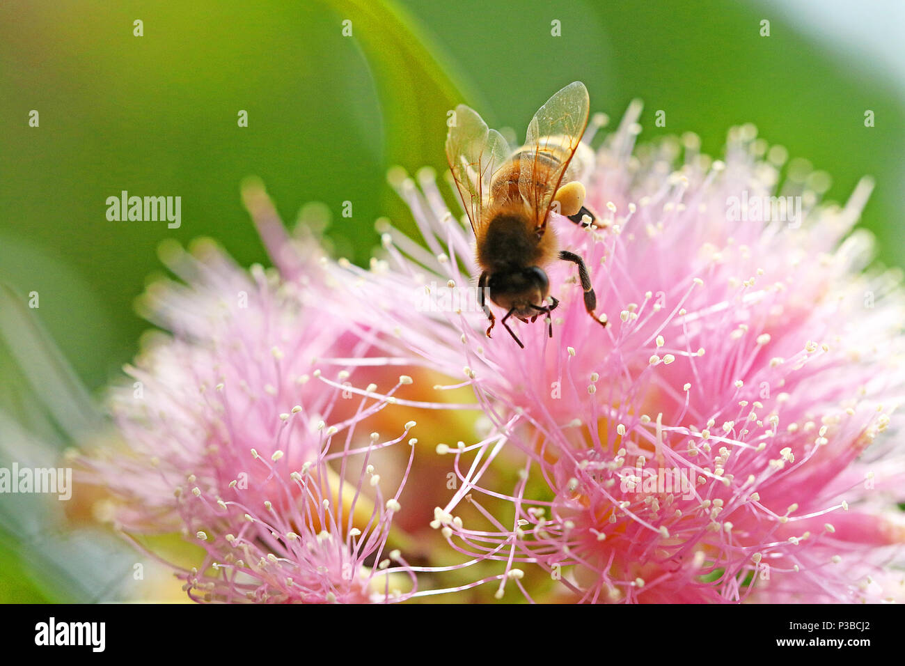 Close up d'un nectar et pollen d'abeille à ramener à la ruche pour faire le miel. Jolie rose fleur fleur ressort avec une abeille sur elle. Banque D'Images