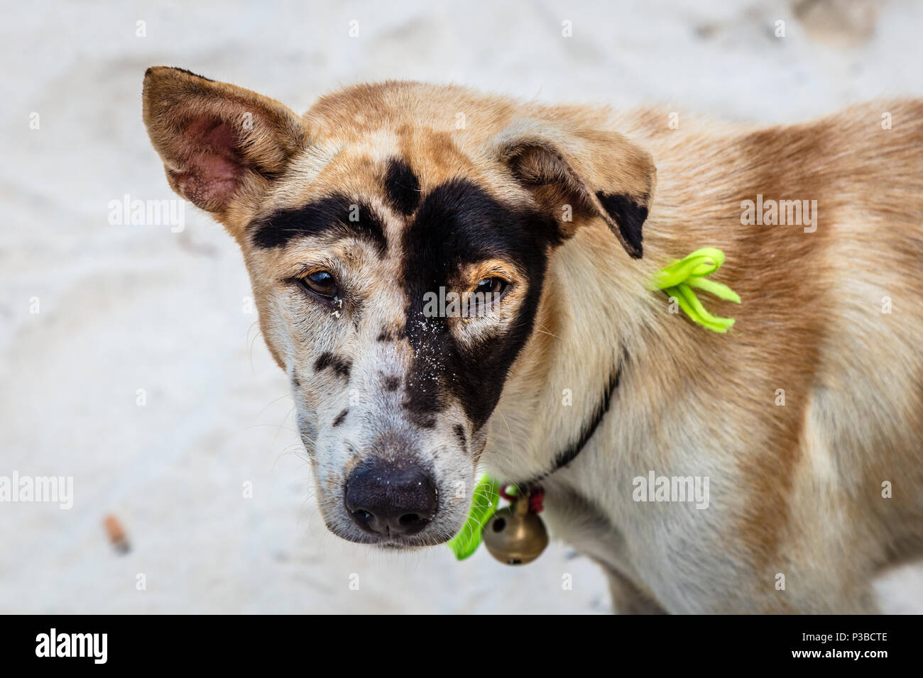 Local à motifs amusants chien sur la plage, Nusa Lembongan, Indonésie Banque D'Images