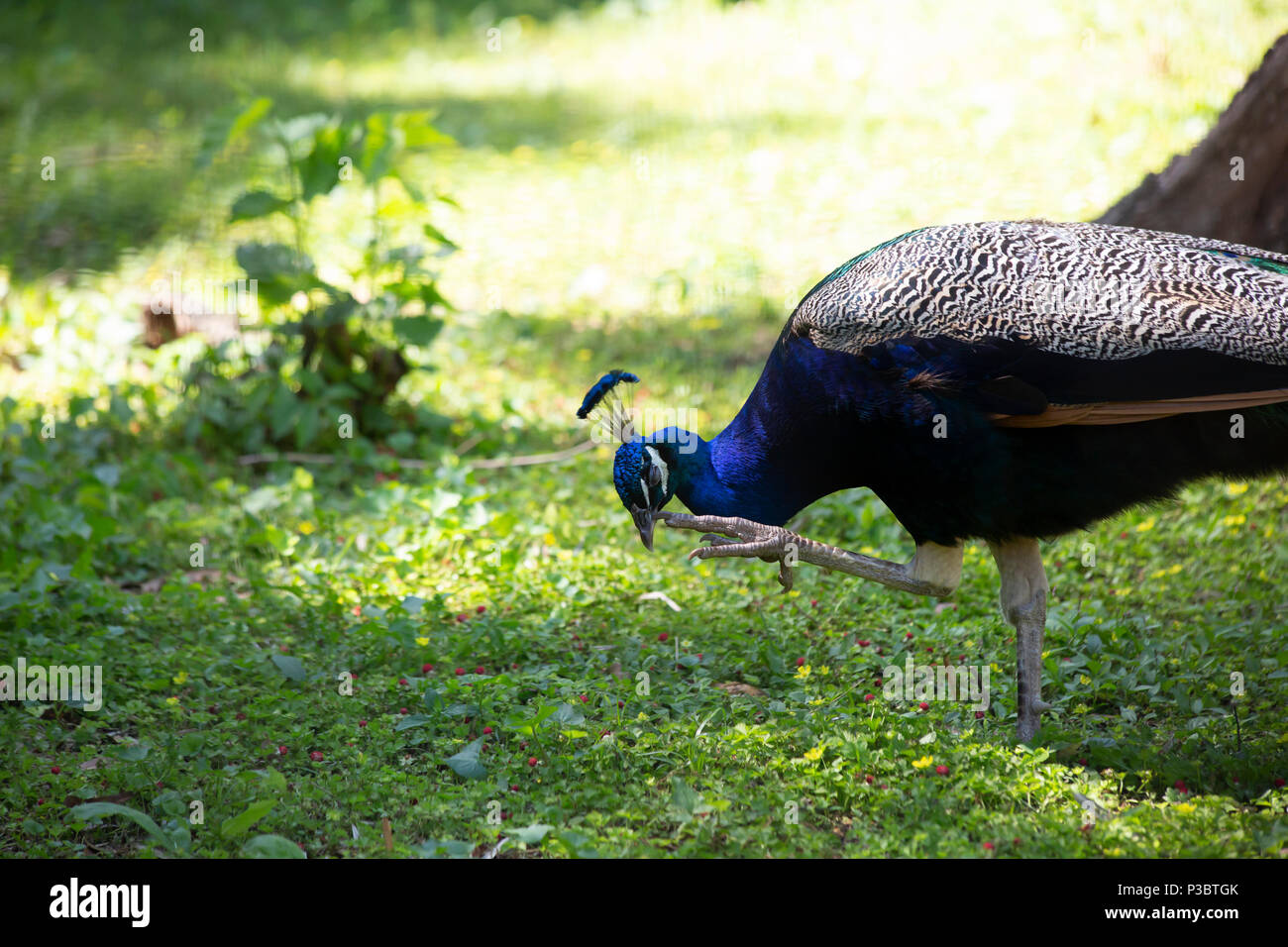 Paons indiens, également connu sous le nom de paons bleus (Pavo cristatus), à l'éraflure qu'il autour de Struts Banque D'Images