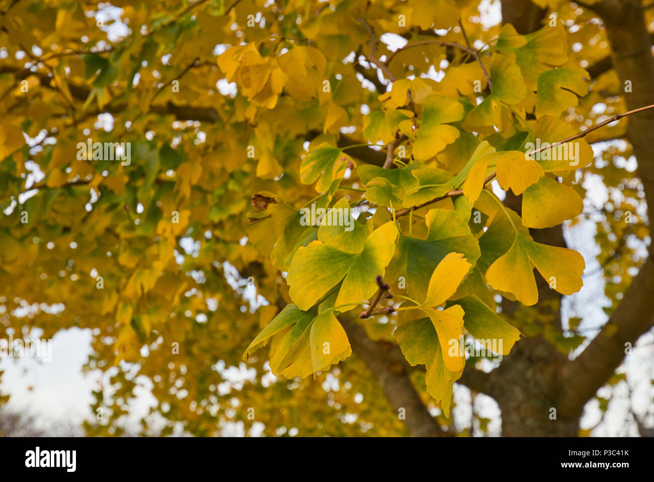 Le Ginko arbre dans un jardin avec ses feuilles en couleurs de l'automne. Banque D'Images
