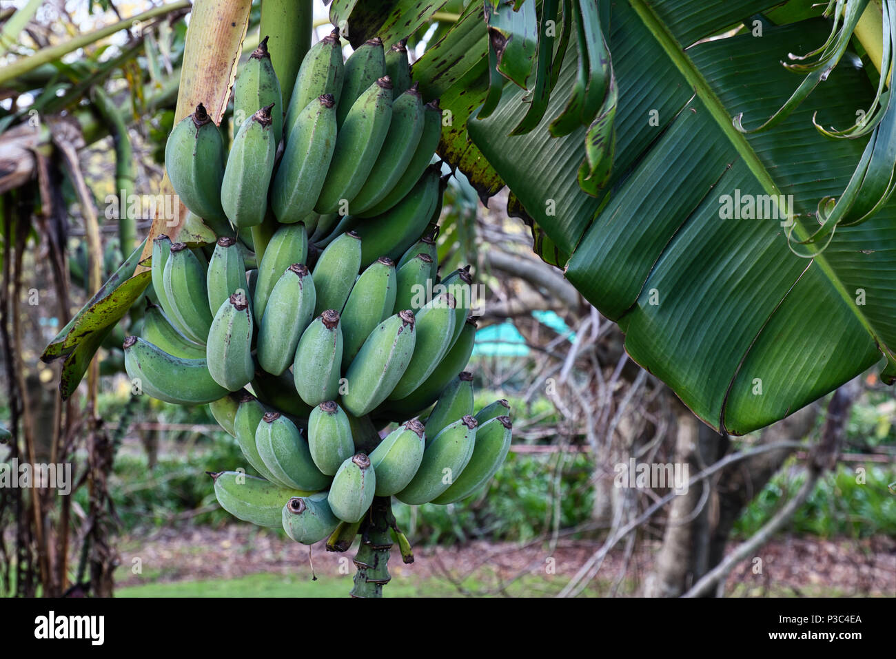 Un bananier avec des fruits dans un jardin familial en hiver en Nouvelle-Zélande. Banque D'Images