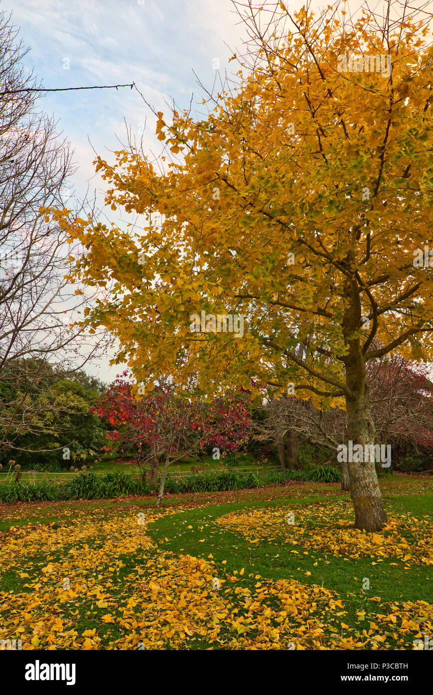 Le Ginko arbre dans un jardin avec ses feuilles en couleurs de l'automne. Banque D'Images