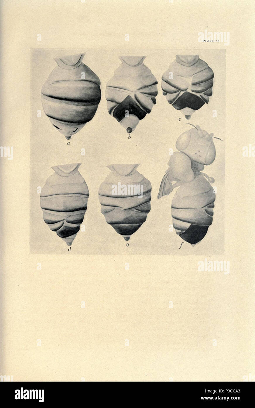 Contributions à la génétique de la Drosophile melanogaster ... Washington, Carnegie Institution of Washington,1919. http://biodiversitylibrary.org/page/805648 2 Contributions à la génétique de la drosophile (1919) - Planche 11 - BioDivLibrary page 805648 Banque D'Images