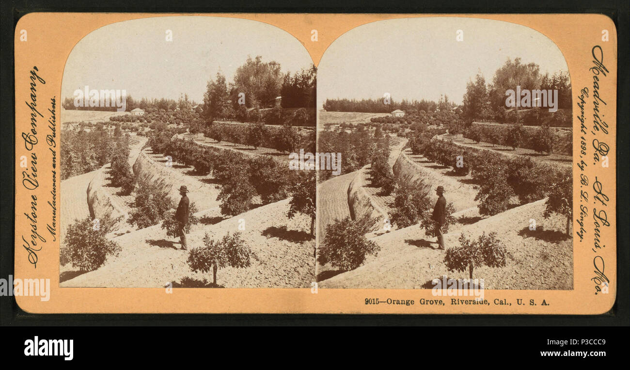 . Orange Grove, Riverside, Cal, U.S.A. Création : 1870-1925. Couverture : 1870 ?-1925 ?. Article publié le 7-1-2005 numérique ; mis à jour le 2-13-2009. 224 Orange Grove, Riverside, Cal, U.S.A, à partir de Robert N. Dennis collection de vues stéréoscopiques 2 Banque D'Images