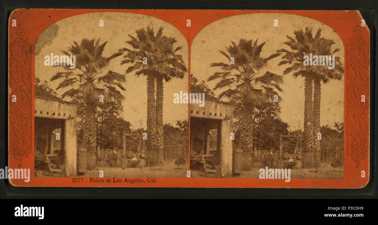228 palmiers de Los Angeles, Cal, par Continent Société stéréoscopique Banque D'Images