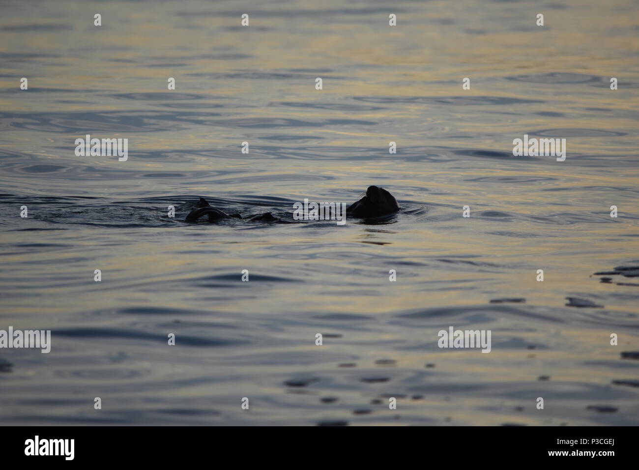 Une loutre de mer joue dans les vagues pendant le coucher du soleil par Avila Beach, CA. Banque D'Images