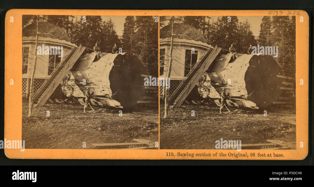 . Section de sciage de l'original, 98 pieds à la base. Titre alternatif : vallée de Yosemite, en Californie, non. 119. Couverture : 1867 ?-1874 ?. Point numérique publié le 8-31-2005 ; mise à jour 2-12-2009. 264 Section de sciage de l'original, 98 pieds à la base, par Muybridge, Eadweard, 1830-1904 Banque D'Images