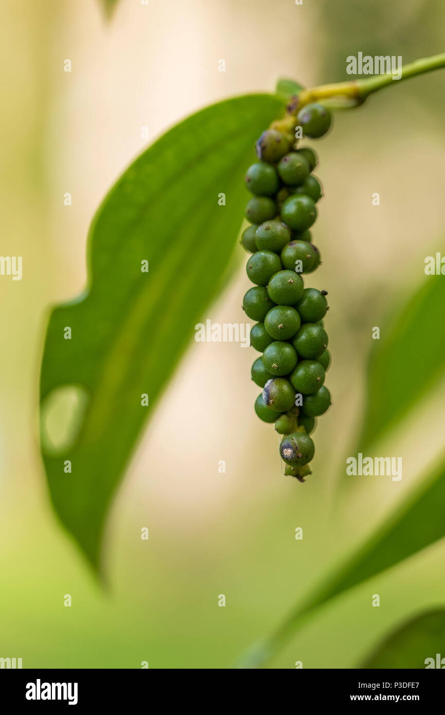 Piper nigrum frais sur arbre dans jardin tropical Banque D'Images