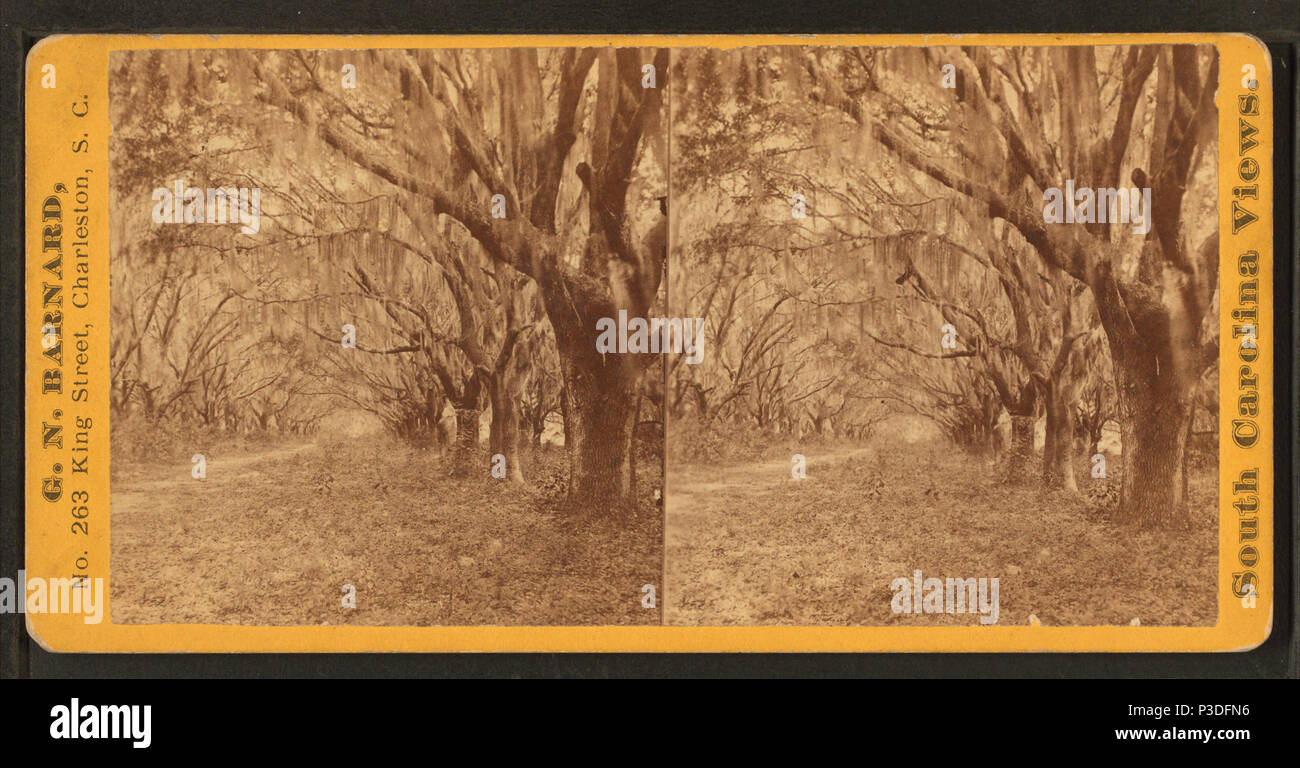 27 Avenue des chênes, près de Beaufort, S.C, par Barnard, George N., 1819-1902 Banque D'Images