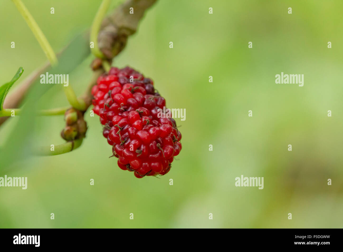 Frais fruits mûrier rouge sur la branche d'arbre dans un jardin tropical Banque D'Images