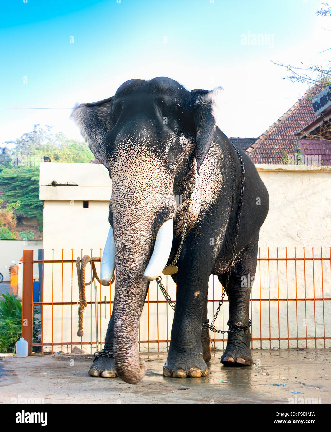 Magnifique éléphant indien géant debout près d'une maison, Kerala, Inde Banque D'Images