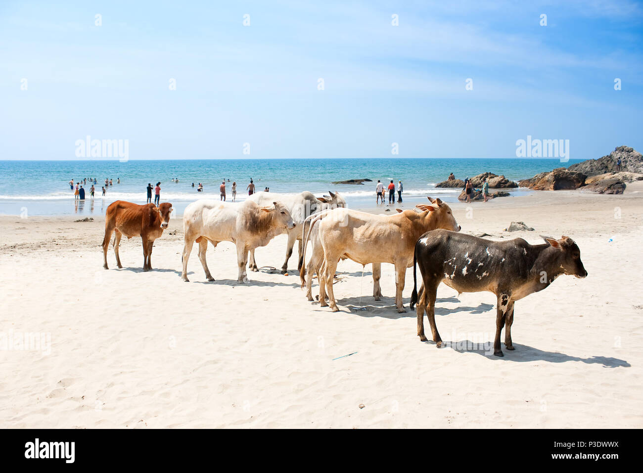 Vache sur Belle Tropical beach, Goa, Inde Banque D'Images