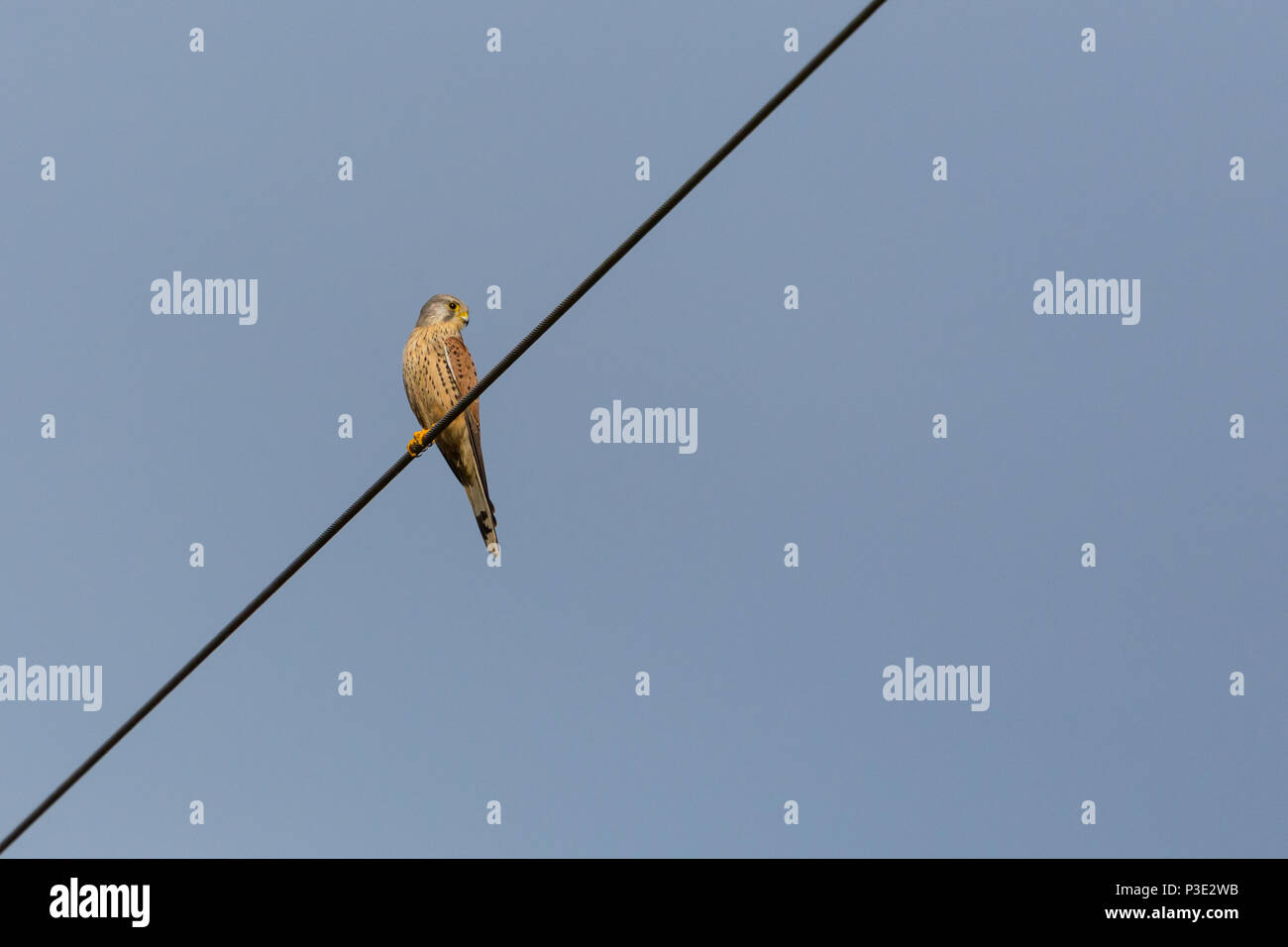 Le faucon crécerelle (Falco tinnunculus) assis sur la ligne électrique, soleil Banque D'Images