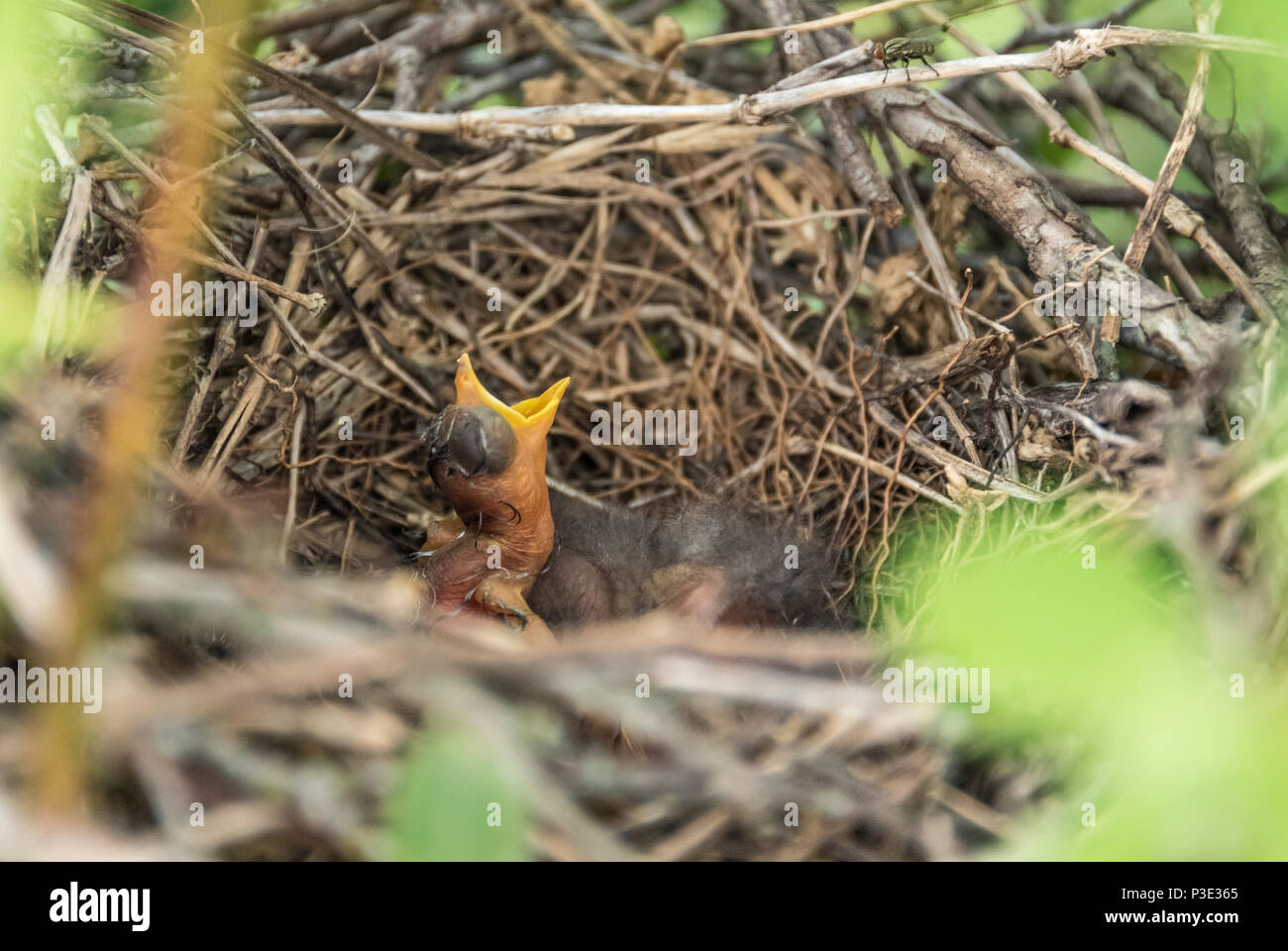 Nouveau-né oiseau avec bouche ouverte dans un nid. Banque D'Images