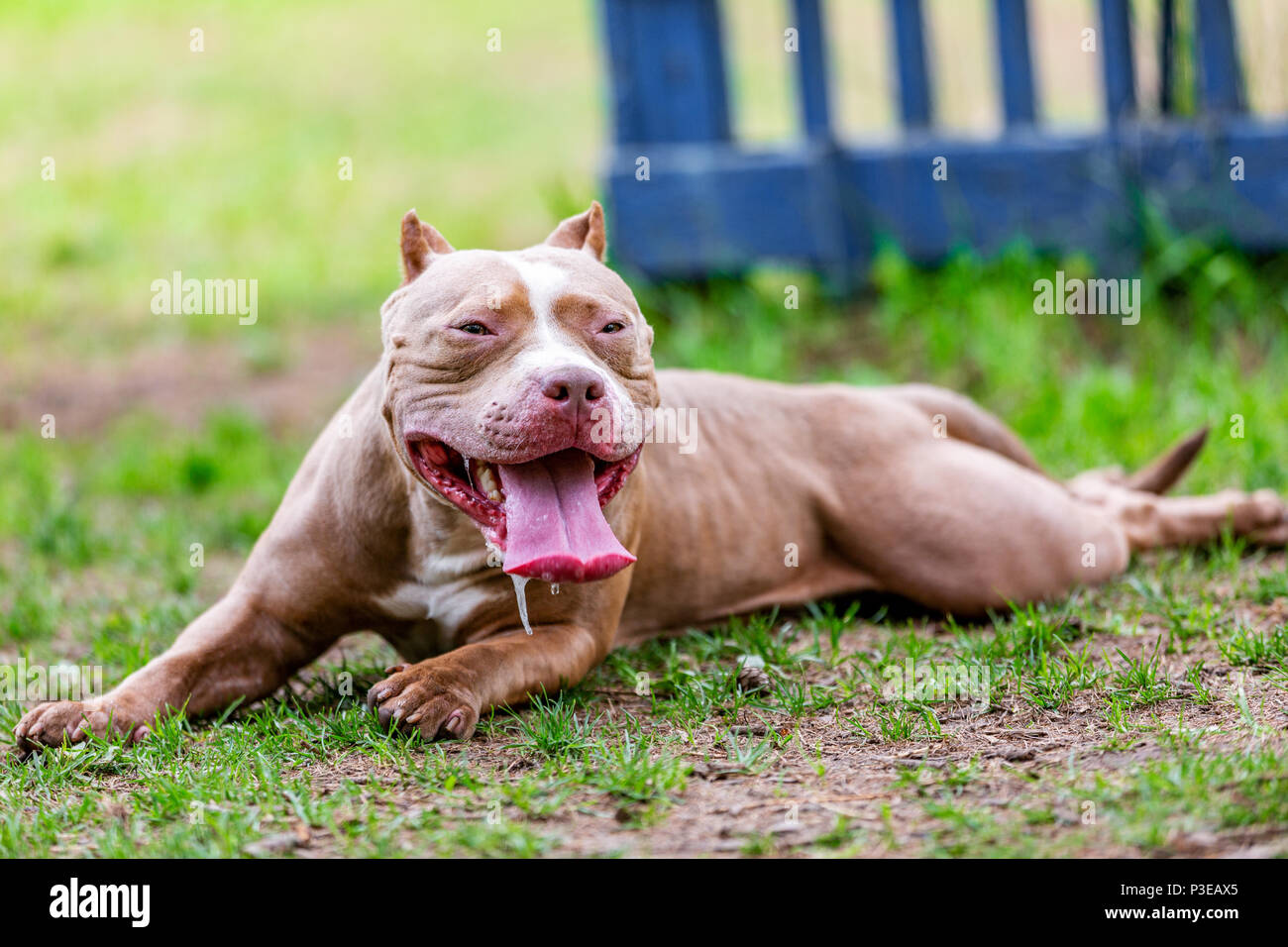 Chien de combat dans le parc pour une promenade, Bull Banque D'Images