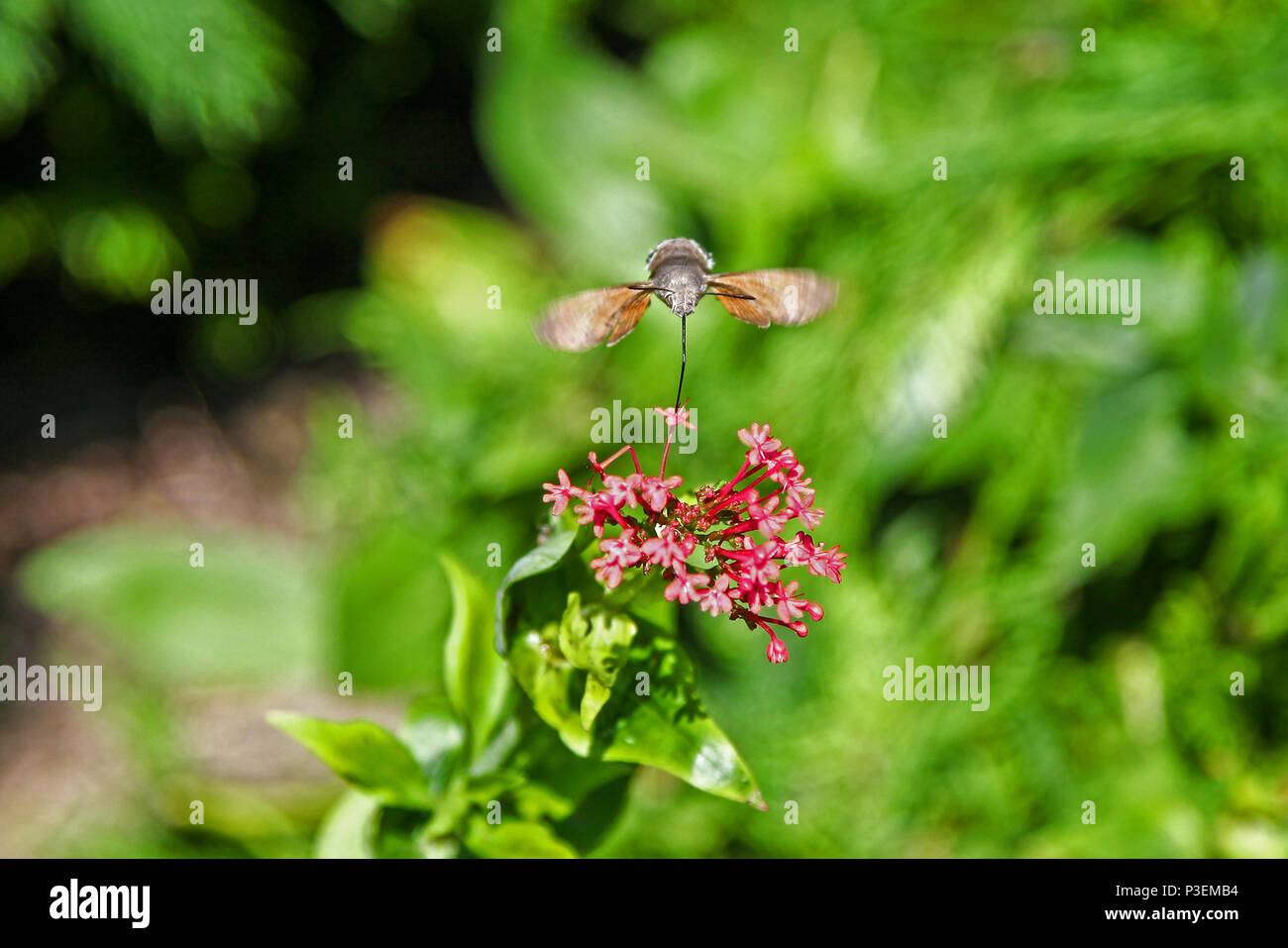 Un papillon de faucon Hummingbird (Macroglossum stellatarum) planant à côté d'une fleur de Valerian rouge (Centranthus ruber) avec sa longue langue qui rassemble le nectar Banque D'Images