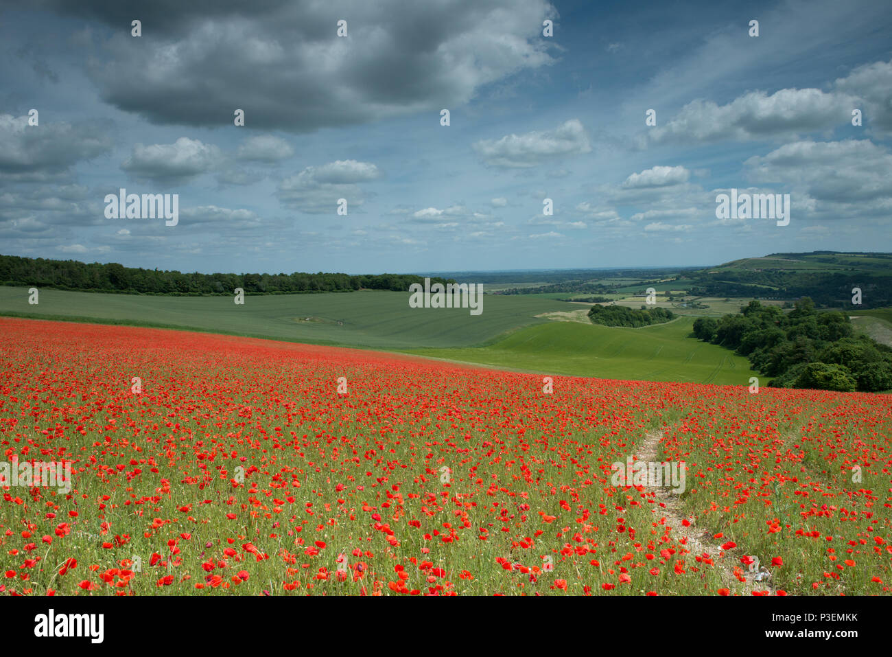 Un champ de coquelicots - Papaver rhoeas sur le parc national des South Downs, West Sussex, Angleterre, RU, Fr. Banque D'Images