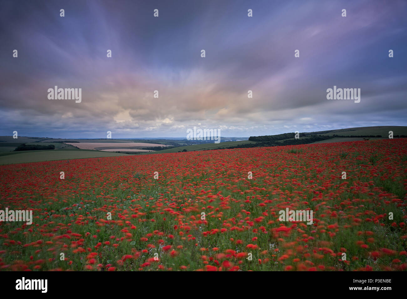 Un champ de coquelicots - Papaver rhoeas sur le parc national des South Downs, East Sussex, Angleterre, RU, Fr. Banque D'Images