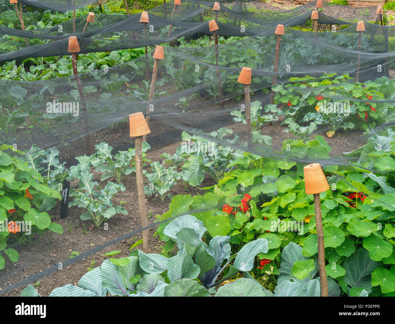 Filet à insectes soutenu sur des bâtons avec des pots de plantes inversés au-dessus d'une grande parcelle de légumes d'allotissement. Banque D'Images