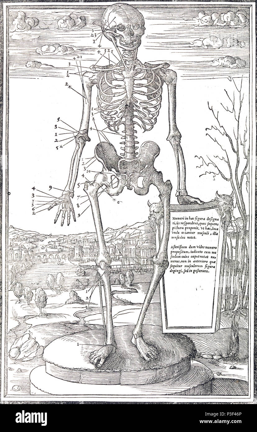 Squelette anatomique de l'illustration de dissectione partium corporis humani libri tres par Charles Estienne publié vers 1545 Banque D'Images