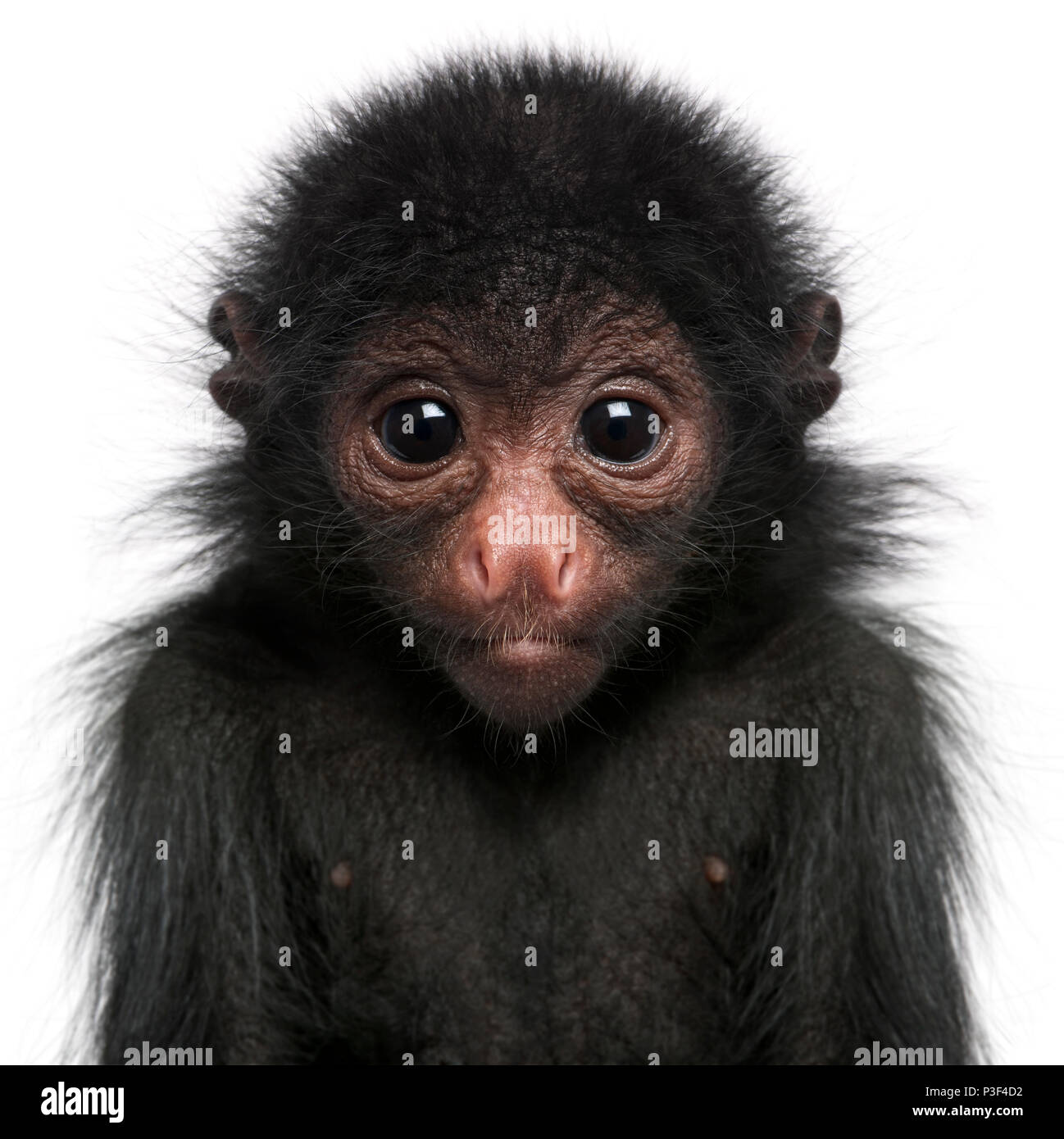 Red-faced singe-araignée, paniscus ateles, 3 months old, in front of white background Banque D'Images