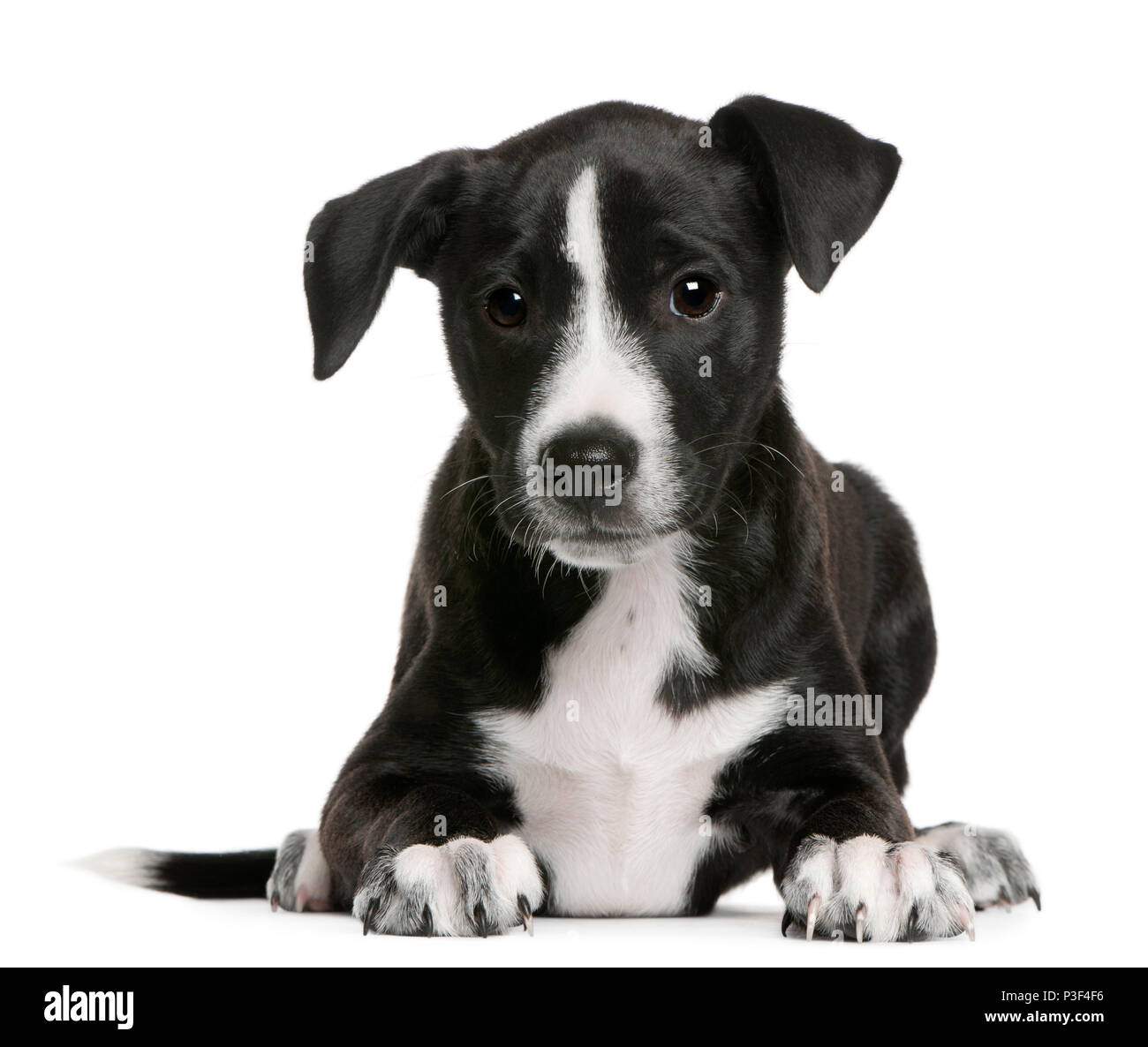 Chiot Border Collie, l'âge de 2 mois, le mensonge in front of white  background Photo Stock - Alamy