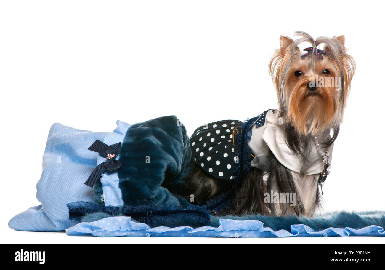 Yorkshire Terrier habillé de bleu avec une couverture, 13 years old, in front of white background Banque D'Images