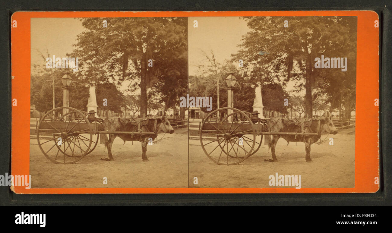 313 L'Express, la foudre ou l'équipe d'un craqueur de Floride, Robert N. Dennis collection de vues stéréoscopiques Banque D'Images