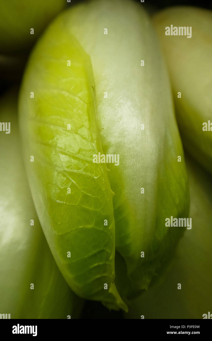Libre de frais et croquant d'endive belge du marché agricole Banque D'Images